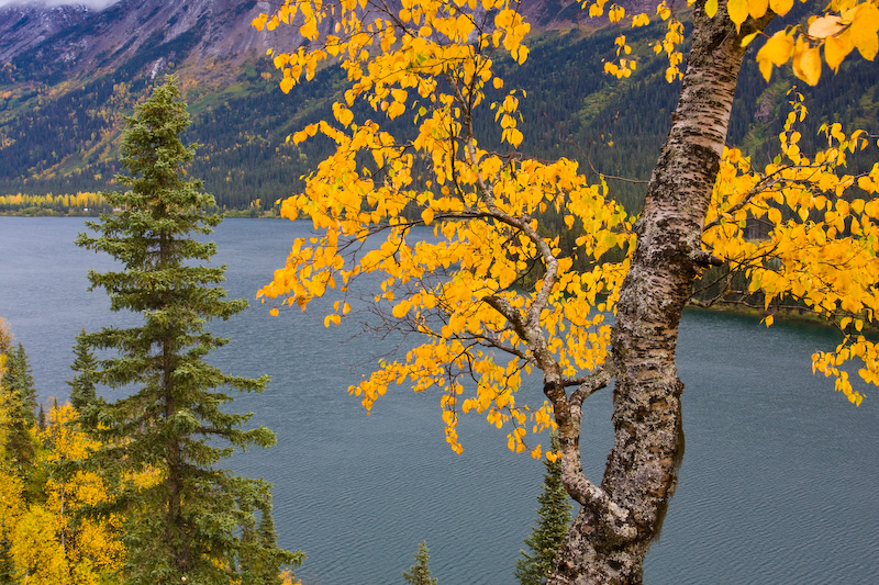 Fall Color And Peace River